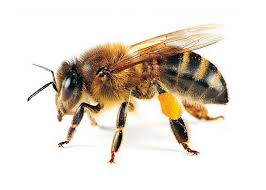 pszczoly robotnica